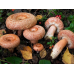 Мицелий Волнушки розовой / Волжанка (Lactarius torminosus)